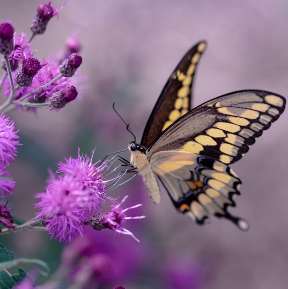 Meet your Posher, Carrie - Picture 1 of 1